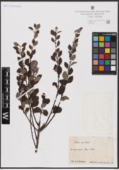 Foto von Salix aurita L.